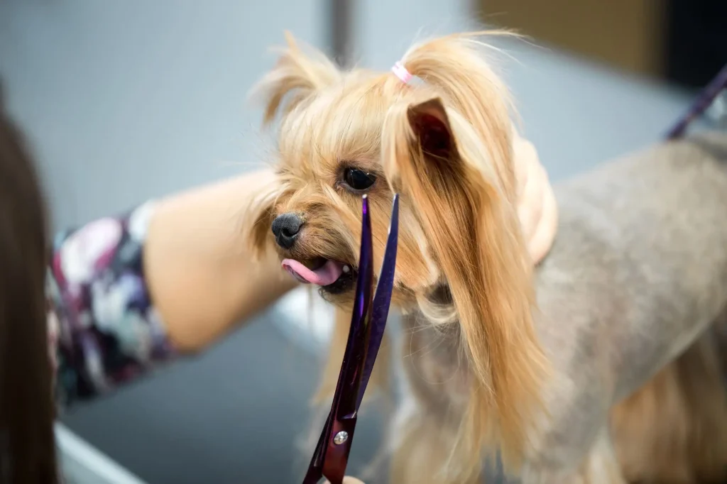 Acasă 40 Servicii de curățenie și curățare cu abur în Brașov pentru clinici medicale cabinete stomatologice clinici beauty cabinete veterinare - Eco Clean MBS Brașov