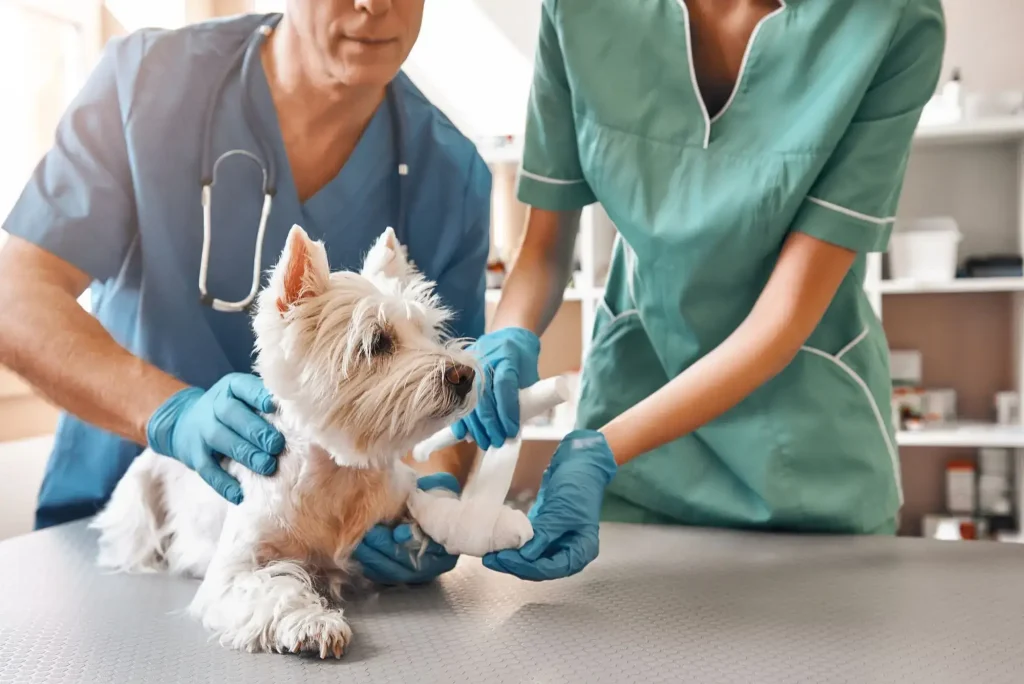 Acasă 38 Servicii de curățenie și curățare cu abur în Brașov pentru clinici medicale cabinete stomatologice clinici beauty cabinete veterinare - Eco Clean MBS Brașov